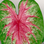 Heart-shaped Caladium Rosebud leaf with a vibrant rose-pink center, white mottling, and deep green borders.