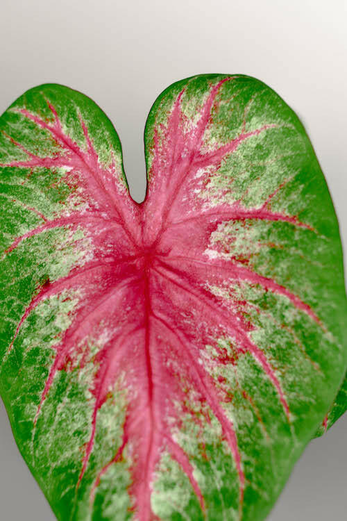 Heart-shaped Caladium Rosebud leaf with a vibrant rose-pink center, white mottling, and deep green borders.