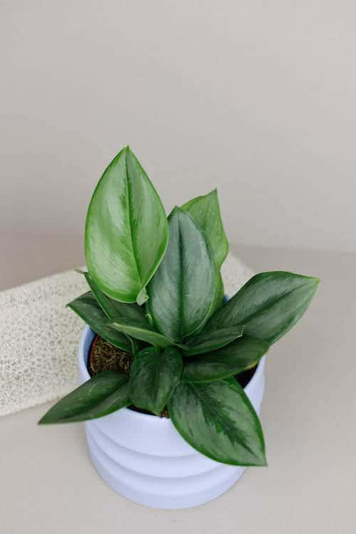 Scindapsus treubii 'Moonlight'