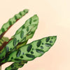 calathea lancifolia by plant circle