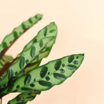 calathea lancifolia by plant circle