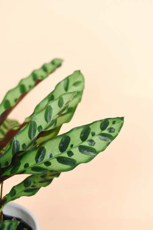 calathea lancifolia by plant circle