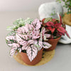 hypoestes pink