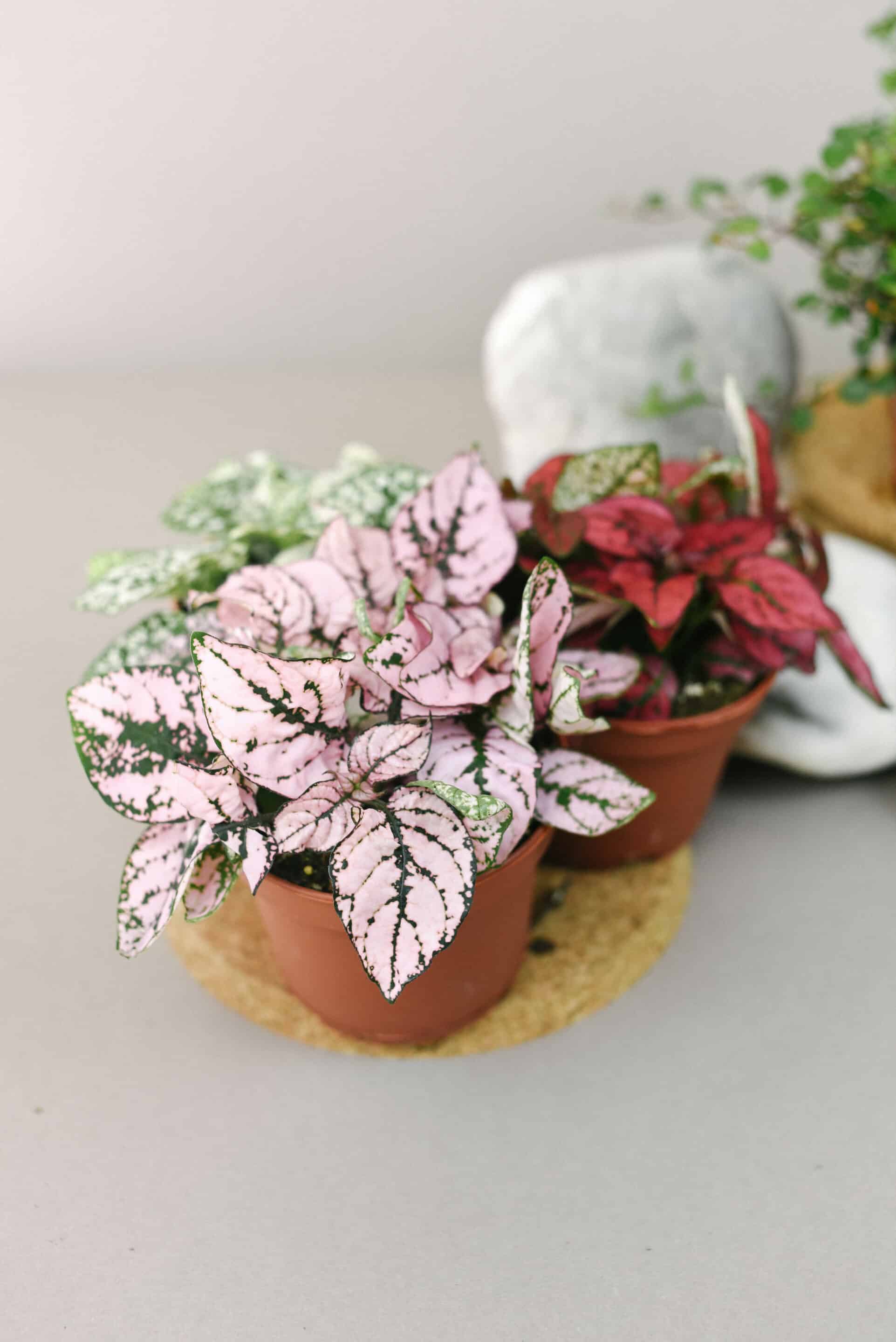 hypoestes pink