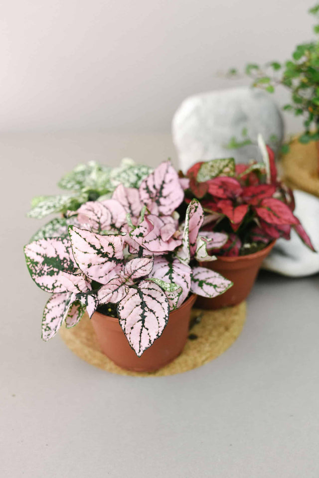 Healthy Hypoestes Phyllostachya Pink by Plant Circle – Baby, Approx. 12.0cm height by Plant Circle – 6.0cm Pot. A perfect hypoestes phyllostachya pink by plant circle – baby, approx. 12.0cm height by plant circle – 6.0cm pot for your indoor houseplant collection.