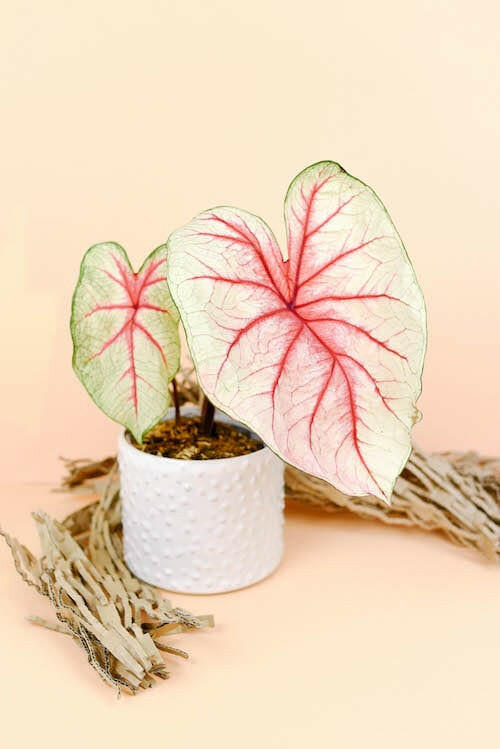 Young Caladium White Queen houseplant in a small white ceramic pot, perfect for bright indirect light indoors.