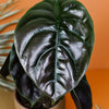 alocasia cuprea red secret by plant circle