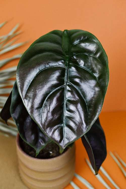 alocasia cuprea red secret by plant circle