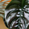 alocasia cuprea red secret