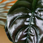 alocasia cuprea red secret