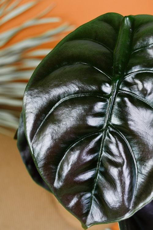 Healthy Alocasia Cuprea 'Red Secret' Baby. A perfect alocasia cuprea 'red secret' baby for your indoor houseplant collection.