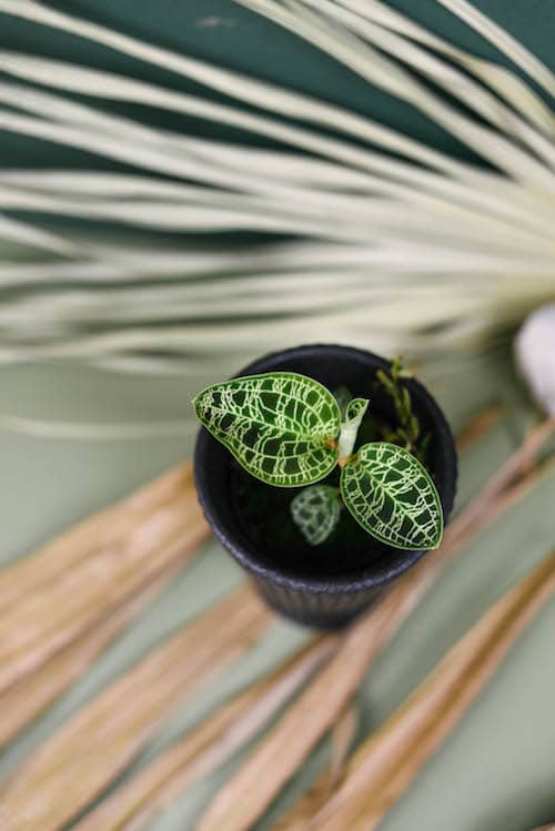 macodes petola jewel orchid by plant circle