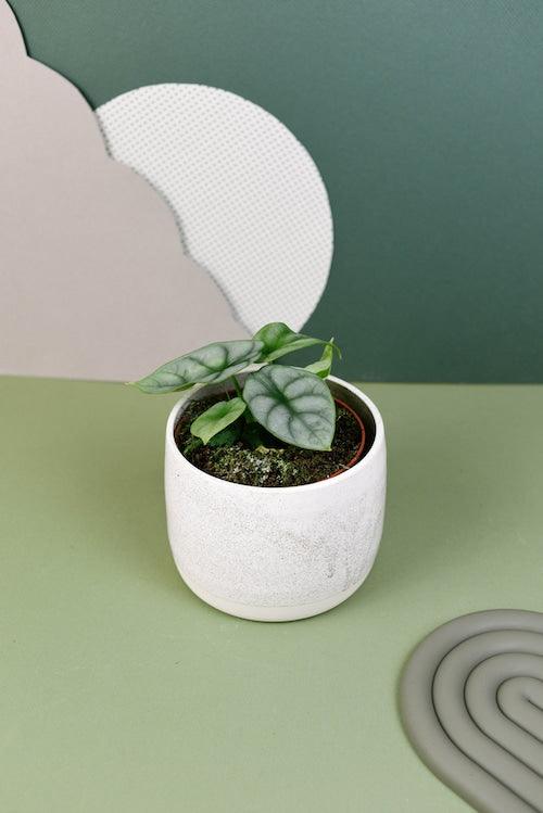 Healthy Alocasia Silver Dragon Baby. A perfect alocasia silver dragon baby for your indoor houseplant collection.