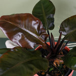 Philodendron 'Black Cardinal' 