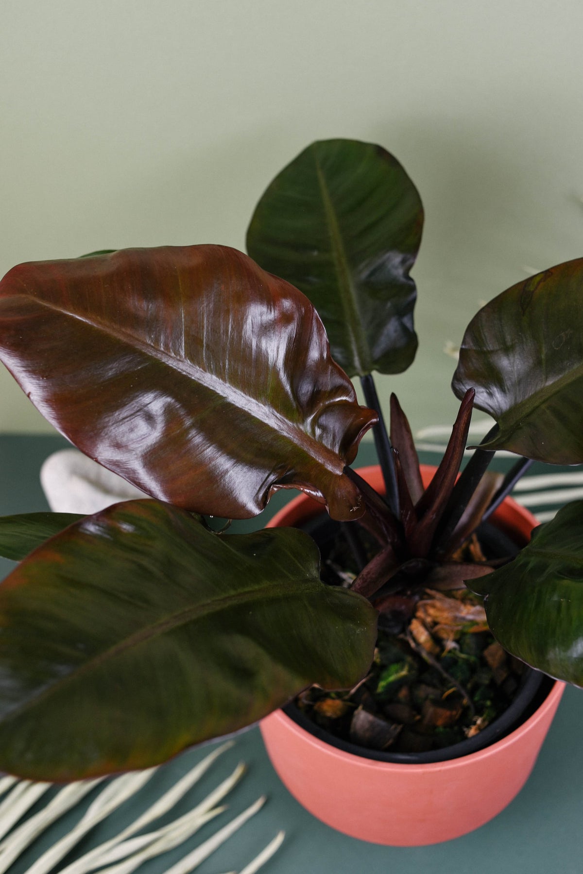 black leaf philodendron Philodendron 'Black Cardinal' Medium