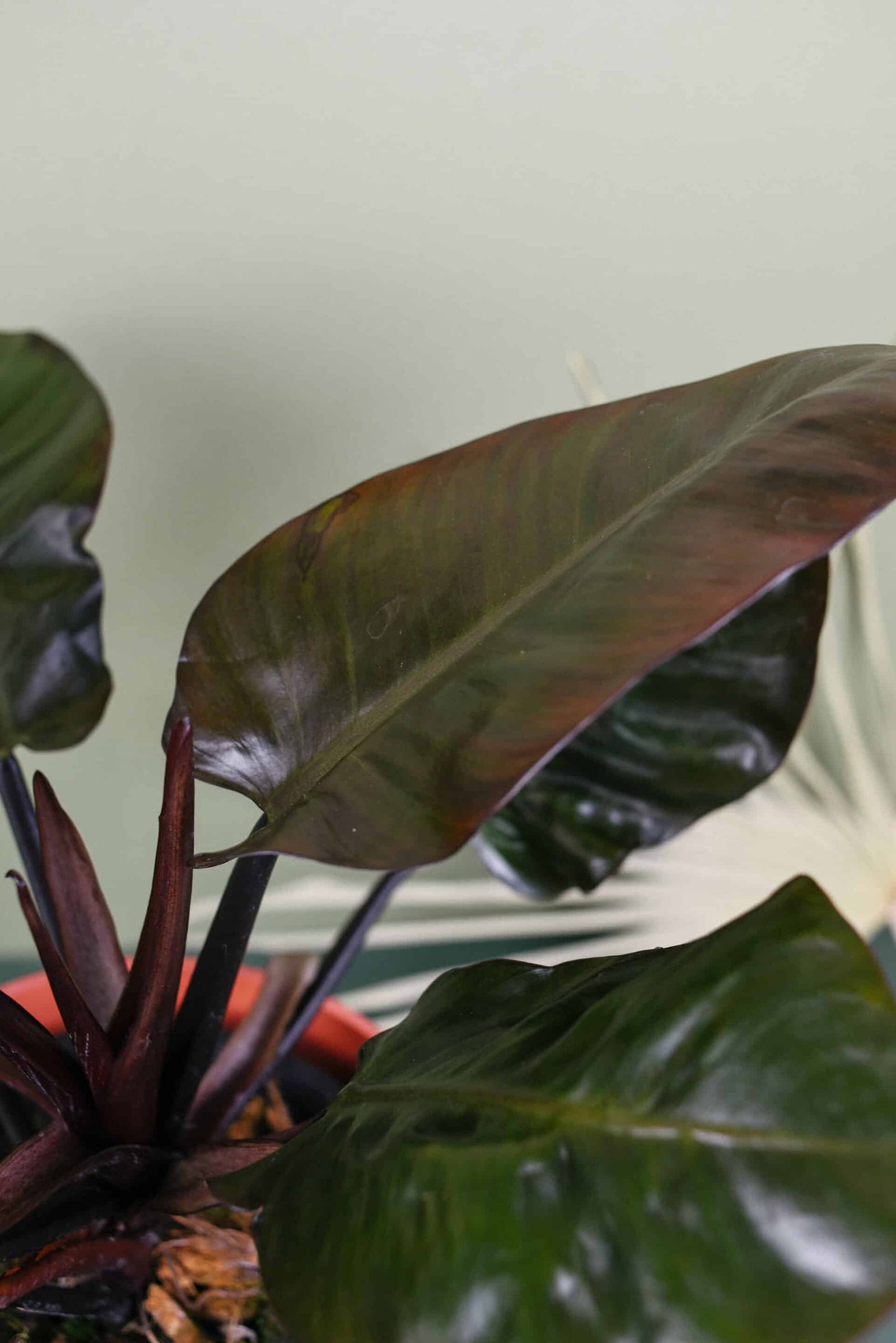 Philodendron 'Black Cardinal' 