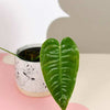 anthurium veitchii by plant circle