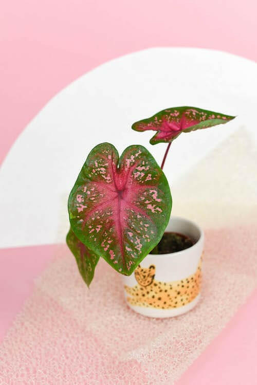 Caladium Red Flash houseplant with large variegated leaves displayed in a decorative vintage-style ceramic pot.