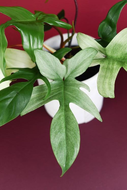 Philodendron Florida Ghost – Medium, Approx. 25.0cm height – 12.0cm Pot 3