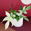 philodendron florida ghost