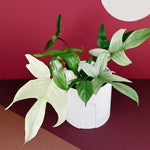 philodendron florida ghost