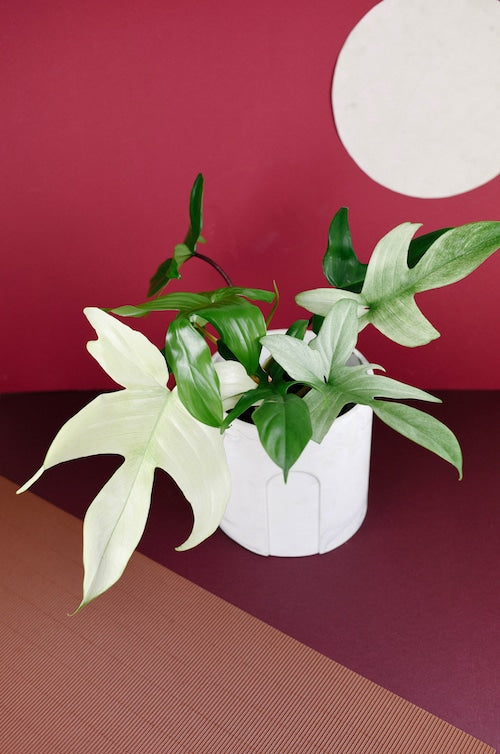 philodendron florida ghost