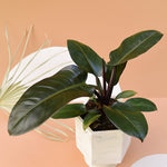 Philodendron 'Black Cardinal' 