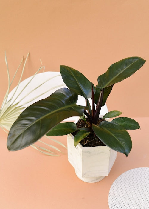 Philodendron 'Black Cardinal' 