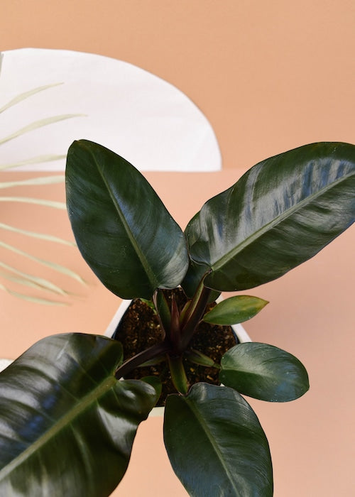 anthurium black cardinal Philodendron 'Black Cardinal' Medium