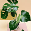 monstera deliciosa by plant circle