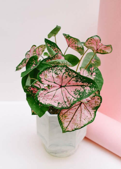 Caladium Pink Beauty houseplant in a white geometric pot against a pink and beige background.