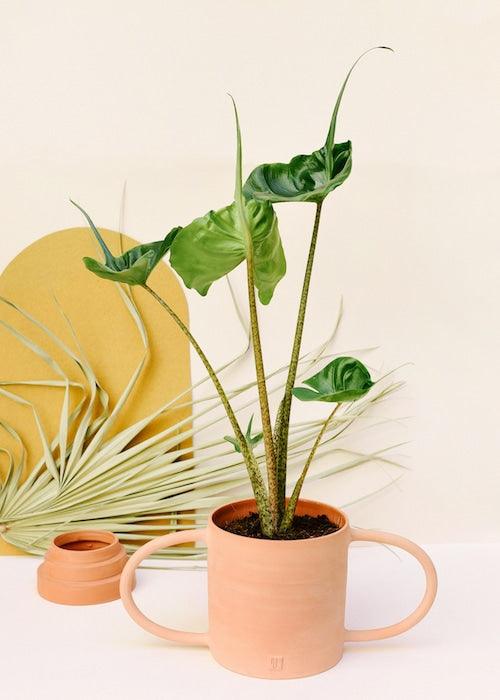 Healthy Alocasia Stingray M by Plant Circle. A perfect alocasia stingray m by plant circle for your indoor houseplant collection.