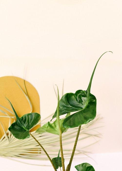 Healthy Alocasia Stingray M by Plant Circle. A perfect alocasia stingray m by plant circle for your indoor houseplant collection.