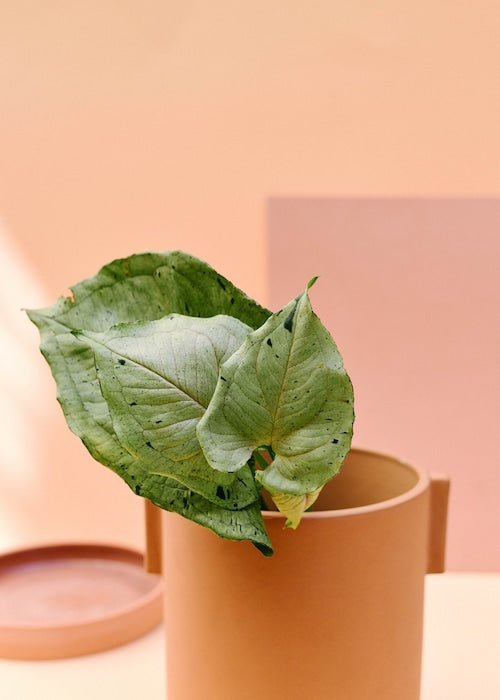 syngonium grey ghost green splash plant circle