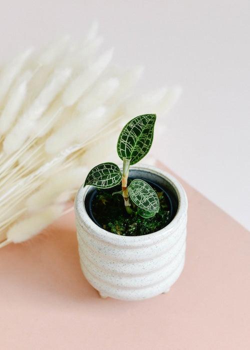 Healthy Macodes Petola Baby. A perfect macodes petola baby for your indoor houseplant collection.