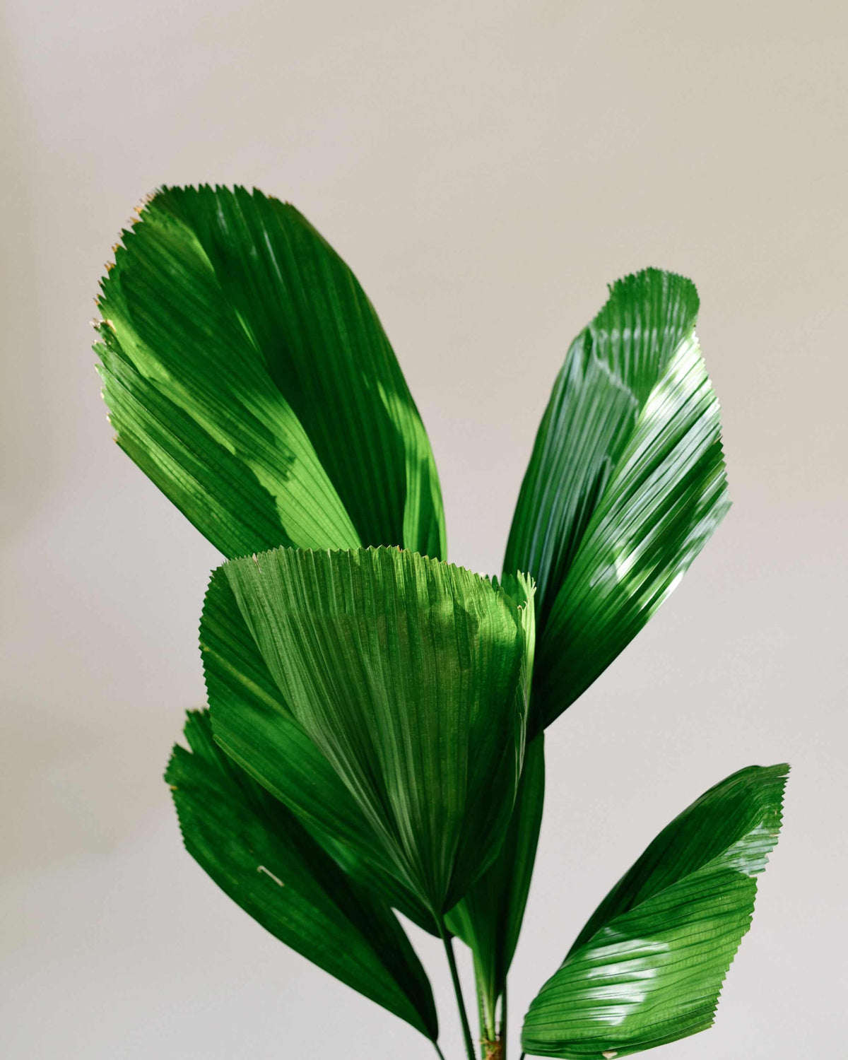 Licuala Grandis XL – XL, Approx. 130.0cm height – 27.0cm Pot Default Title 1