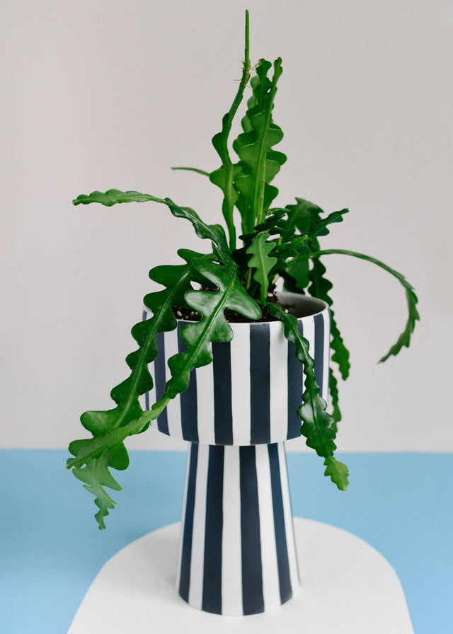 Healthy Epiphyllum Anguliger (Fishbone Cactus) M. A perfect epiphyllum anguliger (fishbone cactus) m for your indoor houseplant collection.