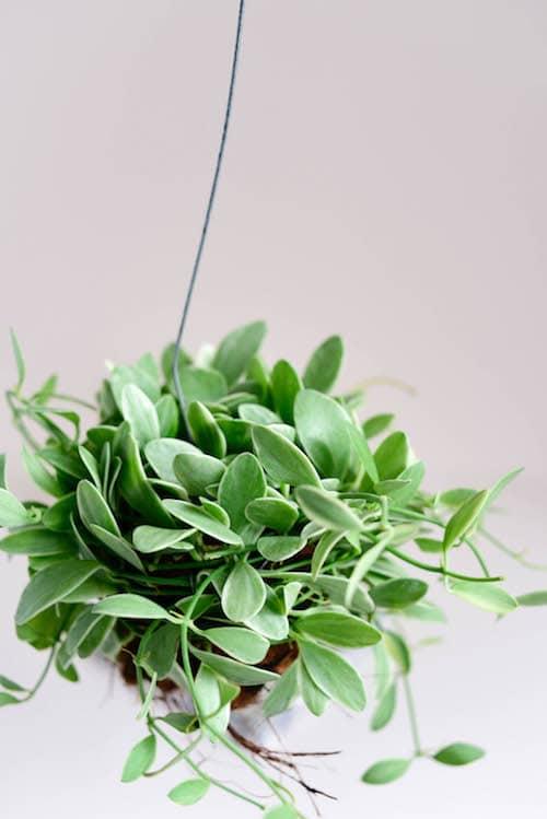 Dischidia Oiantha 'White Diamond' – Small, Approx. 18.0cm height – 10.5cm Pot Default Title 1