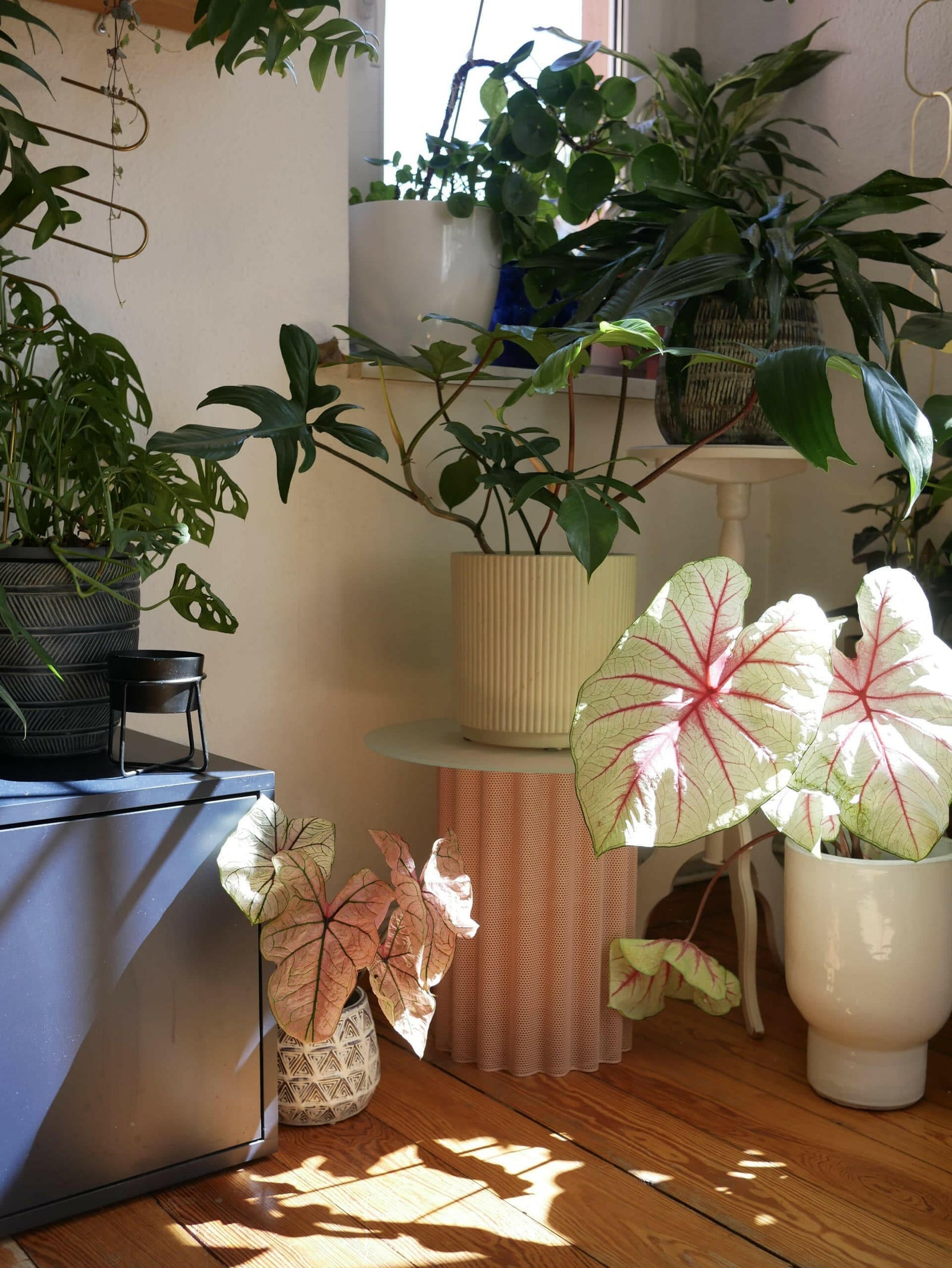 house plant that looks like caladium Caladium 'Fiesta' – Tuber | White & Red Variegated Foliage