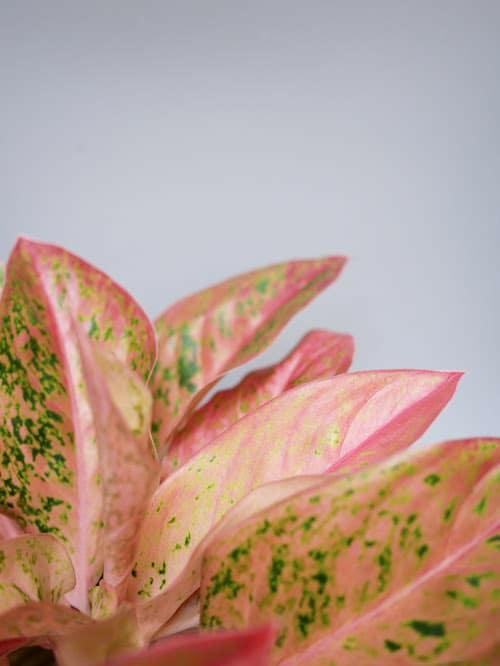 Aglaonema Pink Panther – Medium, Approx. 25.0cm height – 12.0cm Pot 3