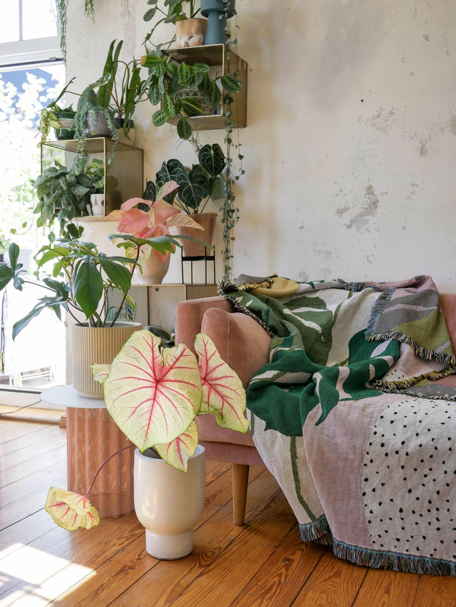 Full Caladium Fiesta plant in a white designer pot on a wooden floor, highlighting its architectural heart-shaped leaves.