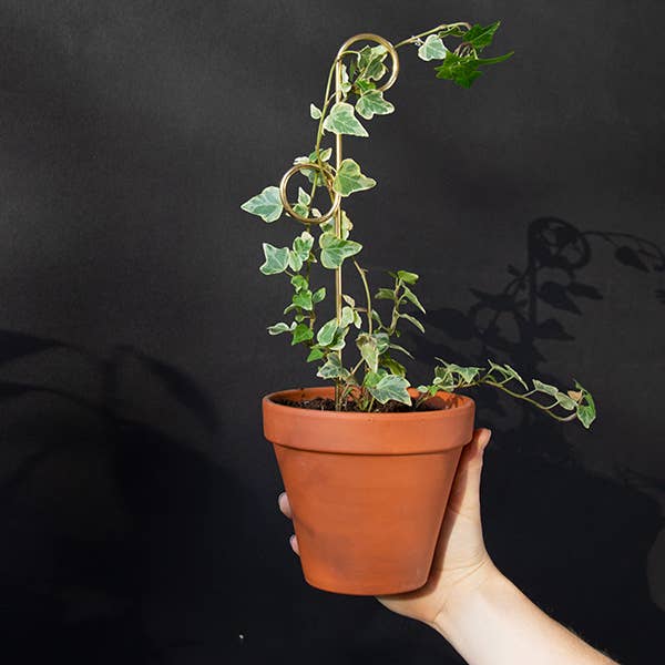 Mini Plant Stakes: Black -  Botanopia.