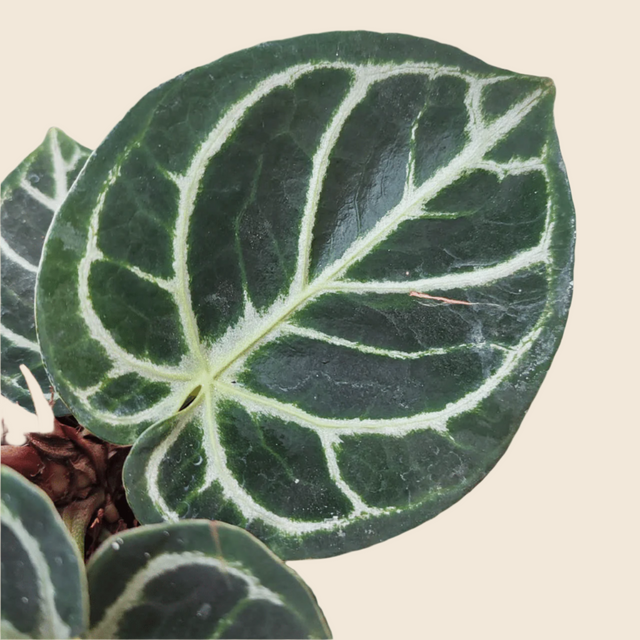 Anthurium Dorayaki Baby – Baby, Approx. 12.0cm height – 6.0cm Pot Default Title