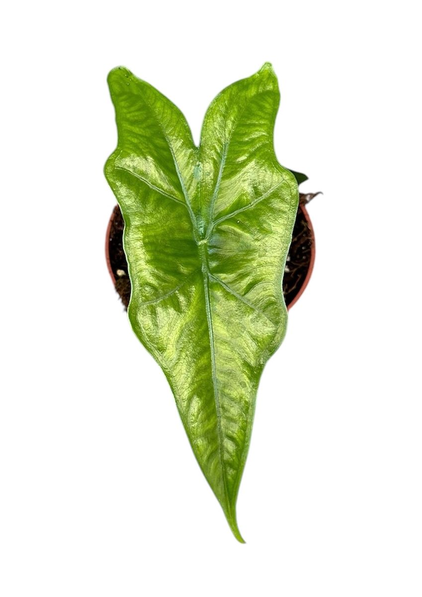 Alocasia nycteris 'Batwing' Baby