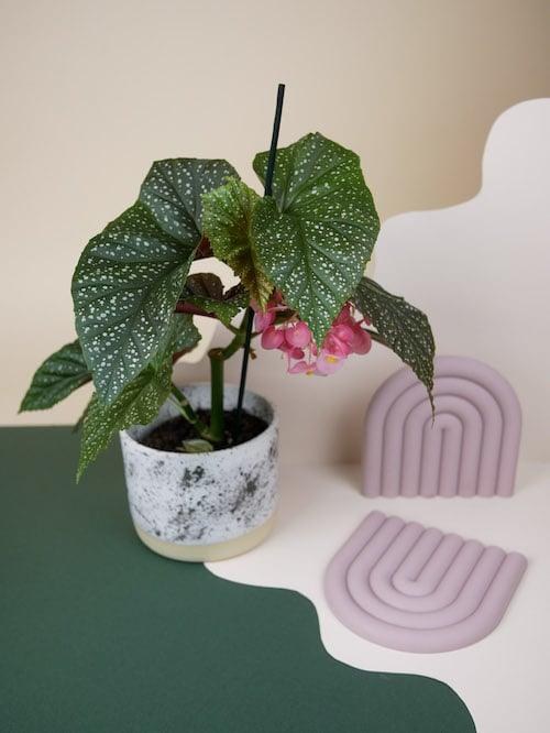 Begonia corallina 'Wings' (Begonia corallina 'Lucerna') -  Plant Circle.