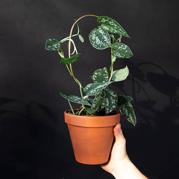 Mini Plant Stakes: Black -  Botanopia.