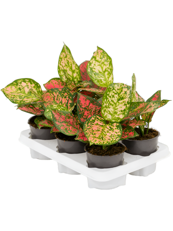 Aglaonema 'Crimson Love'