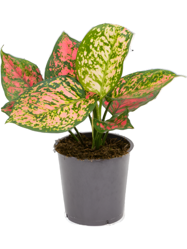 Aglaonema 'Crimson Love'