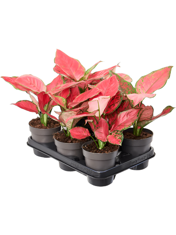 aglaonema roja Aglaonema 'Red Joy' Medium