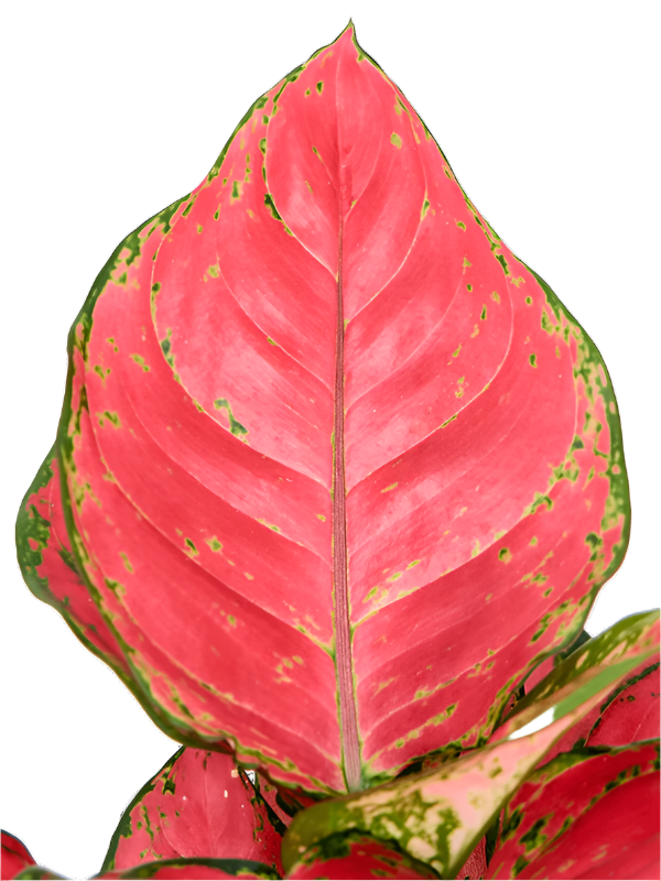 aglaonema red ndot Aglaonema 'Red Joy' Medium